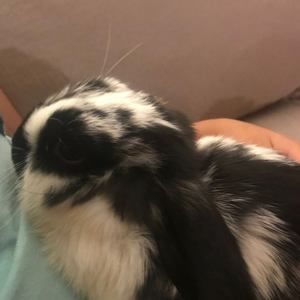 Meet your Posher, Maddie